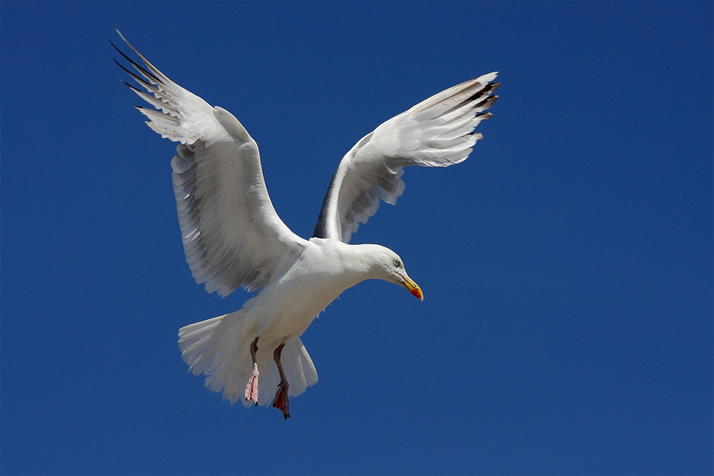 Ad ali spiegate, il sogno di Icaro.